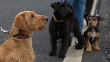 Group of dogs