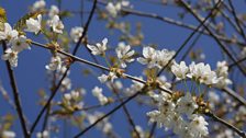 Patrick Cregg's National Tree Week Choices