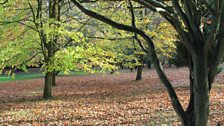 National Tree Week