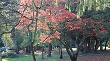 National Tree Week