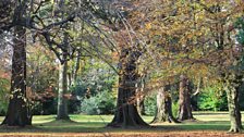 National Tree Week