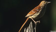 Brown Thrasher