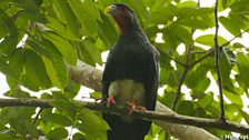 Red-Throated Caracara