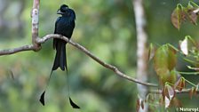 Greater Racket-Tailed Drongo