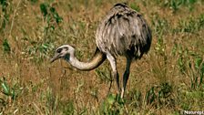 Common Greater Rhea