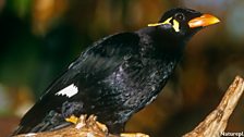 Greater Hill Mynah