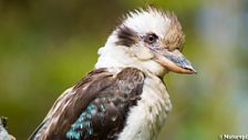 Laughing Kookaburra