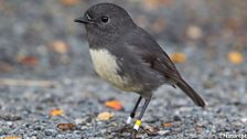 South Island Robin