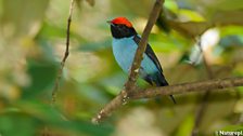 Swallow-Tailed Manakin