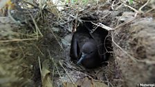 Wedge-Tailed Shearwater