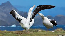 Wandering Albatross