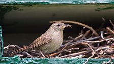 House Wren