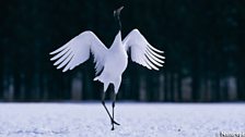 Japanese Crane