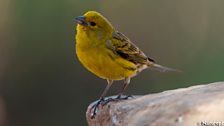 Atlantic Canary