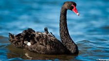 Australian Black Swan