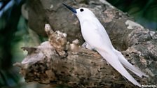 White Fairy Tern