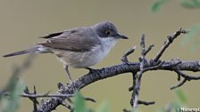 Eastern Orphean Warbler