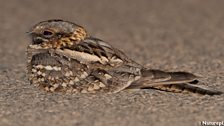 Red-Necked Nightjar