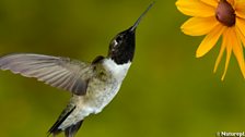 Black-Chinned Hummingbird