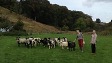 Spinner Debbie Harvey & artist Victoria Crowe with sheep on the Scottish Borders – the area Jenny Armstrong farmed all her life