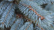 Blue Spruce