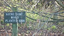 The trees in this woodland were planted by children from Notre Dame school in Norwich