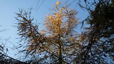 One of Chris's tree in the December sunshine