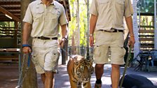 Giles and fellow handler Mark walk Stripe in the zoo