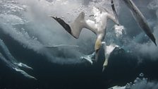 Atlantic Gannet