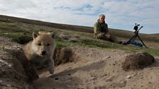 Gordon found a pack and settled down outside their den to watch their days unfold