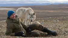 Wildlife cameraman Gordon Buchannan went to Ellesmere Island in north Canada to film the TV series The Snow Wolf Family and Me