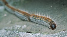 A row of zombie-like pine processionary caterpillars reaches for metres through a normal garden.