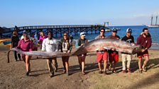 A real-life sea serpent on a Californian beach - this is an oarfish, the longest bony fish in the world.