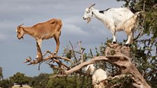 In Morocco, goats stand stock still in a tree, what exactly are they doing?