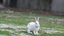 Okunoshima is an island just off the coast of Japan – and it literally swarms with rabbits.