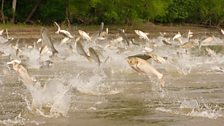 Whenever locals take their boats out in Havana, Illinois they run a gauntlet of thousands of jumping carp.