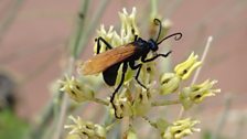 The tarantula hawk is a wasp that actively seeks out and attacks these terrifying spiders.