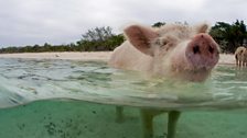 In the Bahamas a group of pigs has learnt to swim out to passing boats to receive food.