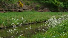 As a boy, Brett would cycle along the Stourbridge canal and make notes on the wildlife he discovered