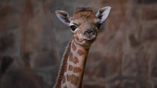 Zahra - a rare Rothschild's giraffe calf