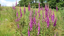 Fantastic foxgloves