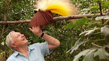 Sir David Attenborough meets his life-long passion, a Bird of Paradise