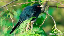 Asian Koel