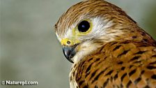 Mauritius Kestrel