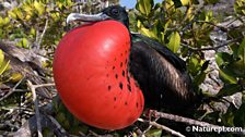 Magnificent Frigatebird