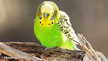 Budgerigar