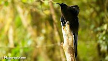 Black Sicklebill