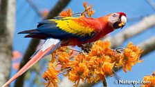 Scarlet Macaw