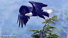 American Bald Eagle