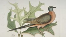 Estimates vary, but it is thought there were between 3 and 10 billion passenger pigeons when Europeans discovered America